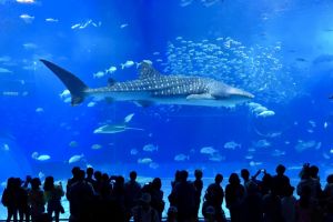 美ら海水族館の写真